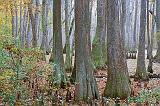 Cypress Swamp In Autumn_25128